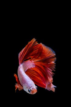 Pink and red betta fish, siamese fighting fish on black background