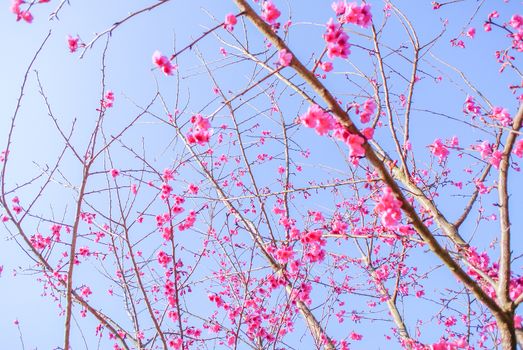 Spring time with beautiful cherry blossoms, pink sakura flowers.
