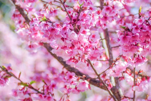 Spring time with beautiful cherry blossoms, pink sakura flowers.
