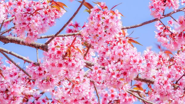 Spring time with beautiful cherry blossoms, pink sakura flowers.
