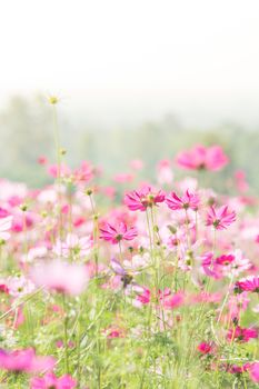 Cosmos flowers in nature, sweet background, blurry flower background, light pink and deep pink cosmos
