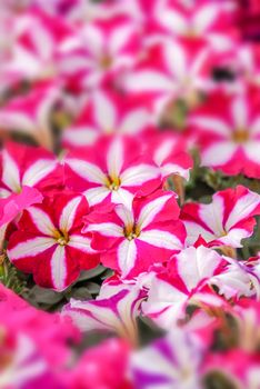 Colorful petunia flowers, Grandiflora is the most popular variety of petunia, with large single or double flowers that form mounds of colorful solid, striped, or variegated blooms.

