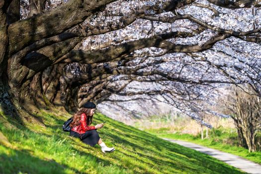 Young woman sitting in cherry blossom garden on a spring day. Row cherry blossom trees in Kyoto, Japan