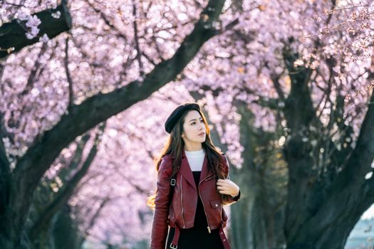 Young woman walking in cherry blossom garden on a spring day. Row cherry blossom trees in Kyoto, Japan
