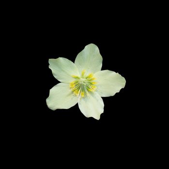 Helleborus Christmas white rose closeup with petals and pistils isolated on black. 