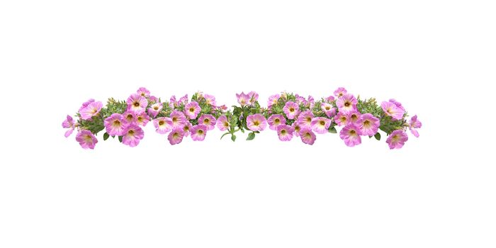 Pink petunia flowers string margin element isolated on white. 