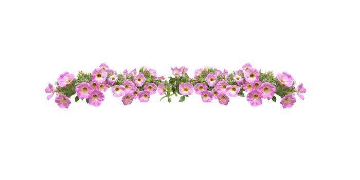Pink petunia flowers string margin element isolated on white. 