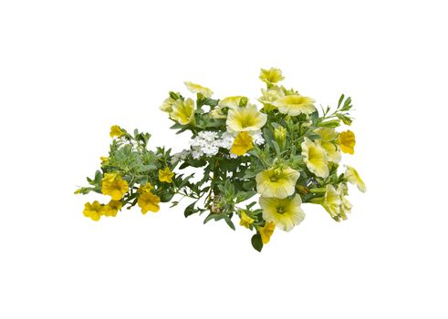 Yellow petunia flowers isolated on white. 