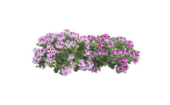 Pink white petunia flowers isolated on white. 
