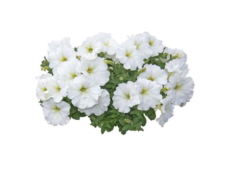 White petunia flowers isolated on white. 