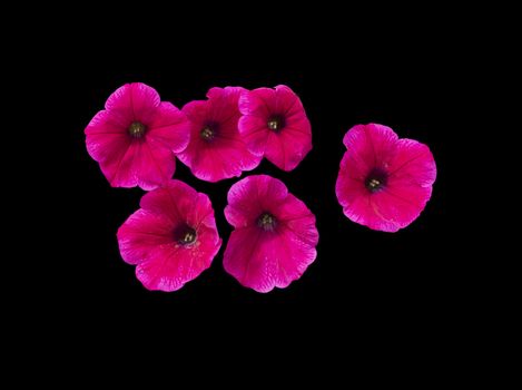 Pink petunia flowers isolated on black. 