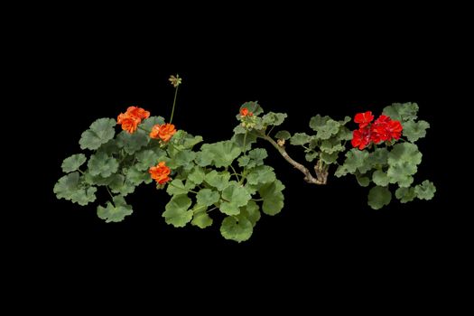 Red geranium flowers isolated on black. 