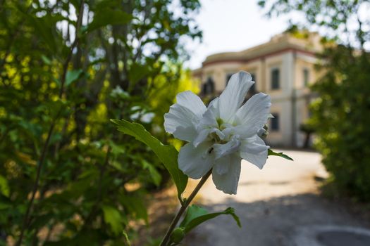 Corfu, Greece - August 26, 2018: View of Mon Repos palace in Corfu island at Greece