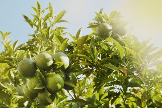 Green mandarins ripen on the tree in the sunlight, the concept of growing organic fruit, vegetable background with copy space.