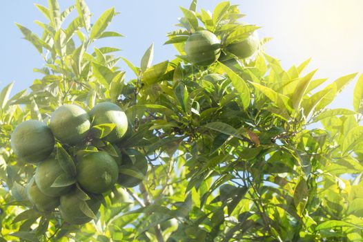 Green mandarins ripen on the tree in the sunlight, the concept of growing organic fruit, vegetable background with copy space.