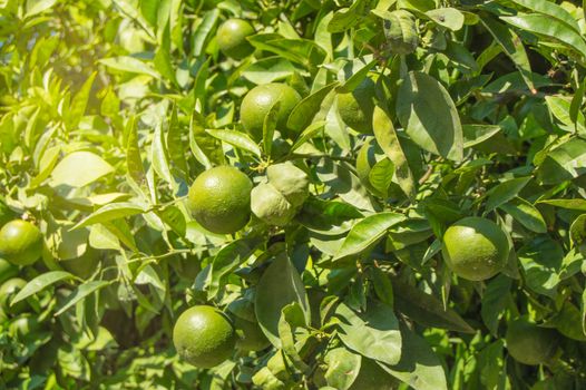 Green mandarins ripen on the tree in the sunlight, the concept of growing organic fruit, vegetable background with copy space.