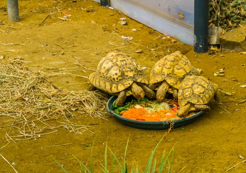 small tortoises eating vegetables, taking care of reptiles, popular tropical pets