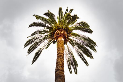 One palm tree against a cloudy gray sky, bottom view, copy space.