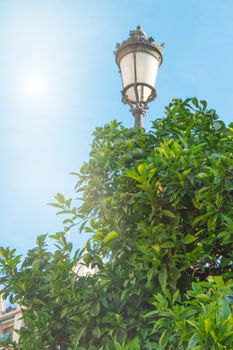 Beautiful lamppost and tangerine tree on the background of the blue sky with sunlight, a copy space.