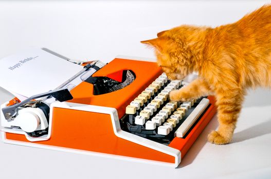 Little fluffy, red, like a fox, the kitten is played with an orange machine for printing