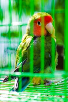 A beautiful multi-colored parrot sits in a cage