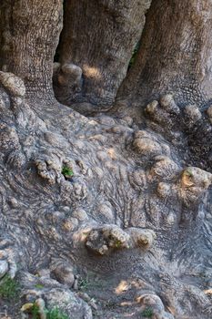 Wooden texture of a very old tree root