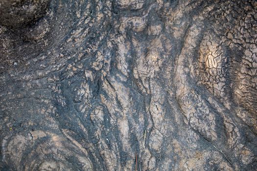 Wooden texture of a very old tree root