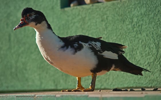 Black and white duck standing in front of a green wall