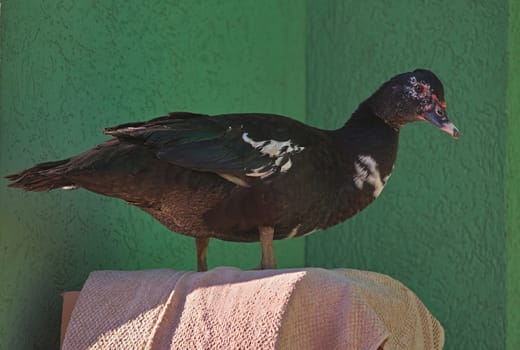 Black duck standing on box in front of a green wall