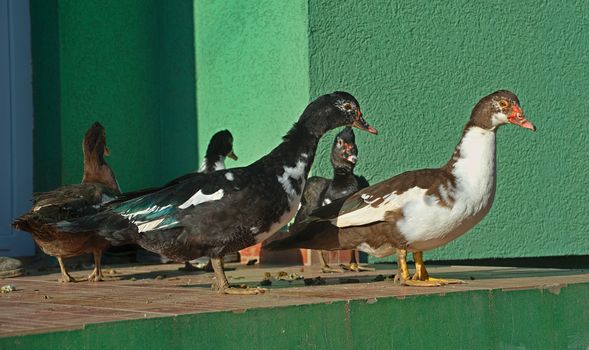 Flock of ducks standing at house entrance in front of a green wall