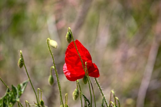 A Poppy Is A Flowering Plant In The Subfamily Papaveroideae Of The Family Papaveraceae.