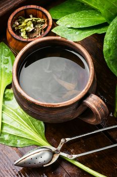 Plantain tea with fresh ribwort plantain leaves.Medicinal herbs.Cup of healthy tea