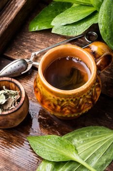 Homeopathic tea from plantain.Herbal tea on wooden background