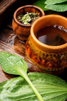 Plantain tea with fresh ribwort plantain leaves