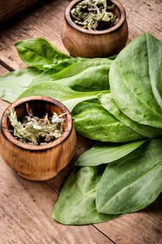 Leaf of greater plantain.Healing herbs.Medicinal herbs on table