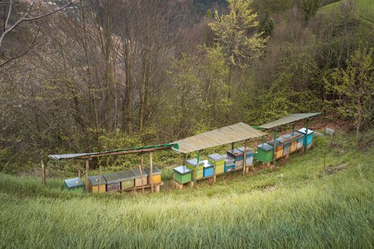 Bee hives on meadow in countryside of Italy,Bergamo(Seriana valley}The houses of the bees are placed on the green grass in the mountains. Private enterprise for beekeeping. Honey healthy food products.