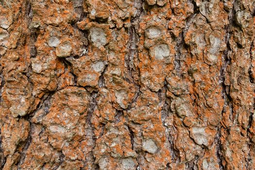 Covered with rusty lichen bark of an old tree, background, texture - image.