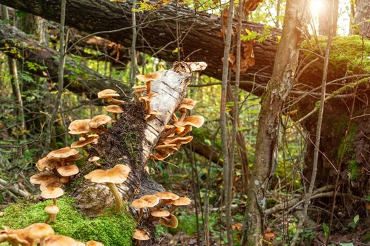 Edible mushrooms honey agaric armillaria mellea on a fallen tree trunk in the autumn forest early in the morning - image.