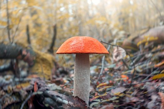 beautiful mushroom Leccinum known as a Orange birch bolete, growing in a forest at sunrise- image.