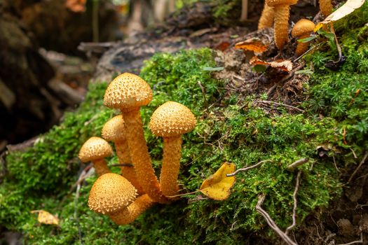 Group of beautiful mushrooms pholiota flammans on a fallen tree trunk in the forest - image.