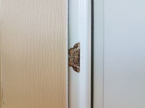 brown and grey moth insect with wings on white house or home siding