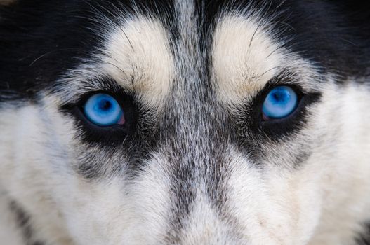 Staring and angry look at the photographer, blue wolf eyes