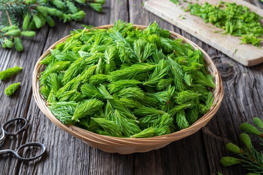 Young spruce tips collected in a basket to prepare homemade herbal syrup