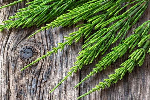 Fresh horsetail twigs on a rustic wooden background