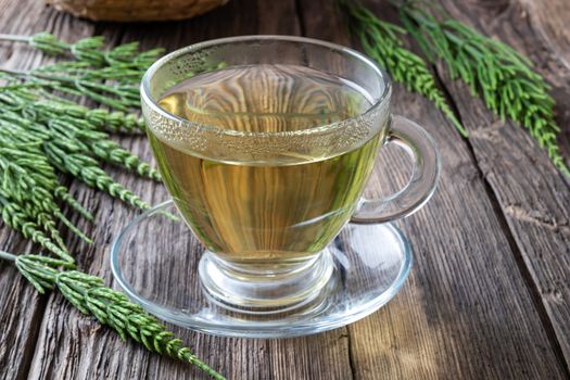 A cup of horsetail tea with fresh plant