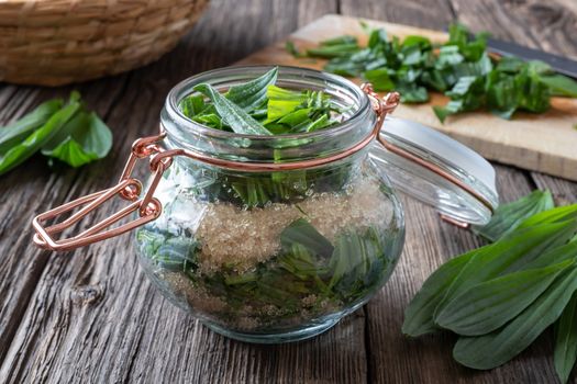 A jar filled with fresh ribwort plantain leaves and cane sugar, to prepare herbal syrup against cough