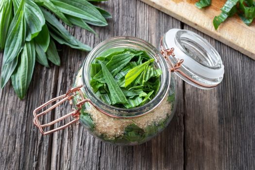 Preparation of ribwort plantain syrup against cough in a jar