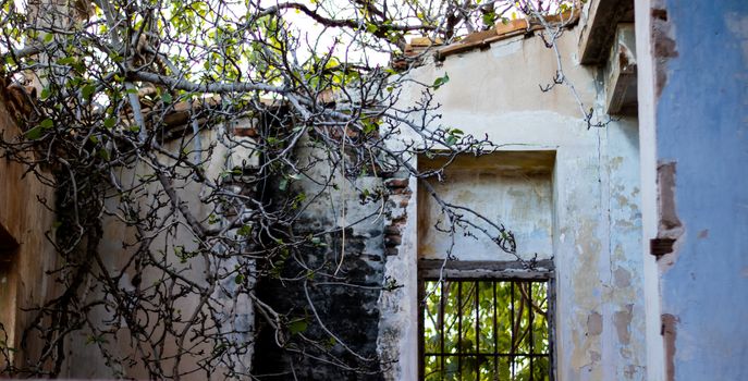 Abandoned house in ruins invaded by nature