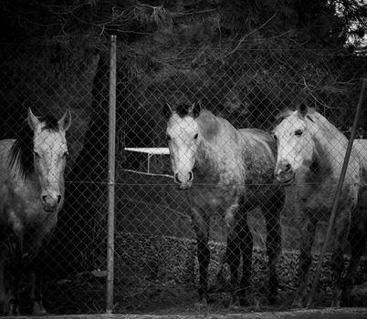 Horses with challenging look behind a fence