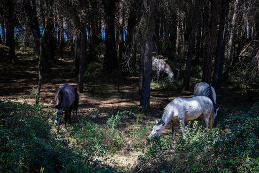 Horses in freedom grazing in the mountains